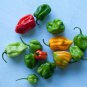 Scotch Bonnet Red (Yellow) Hot Pepper Vegetabl 15 PCS Seeds