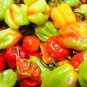 Scotch Bonnet Red (Yellow) Hot Pepper Vegetabl 15 PCS Seeds