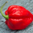 Scorpion Carolina Reaper Jolokia Peter Pepper Mixed Chilli 100 PCS Seeds Scorpion Carolina Reaper Jolokia Peter Pepper Mixed Chilli 100 PCS Seeds