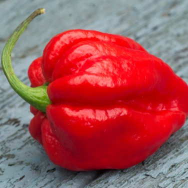 Scorpion Carolina Reaper Jolokia Peter Pepper Mixed Chilli 100 PCS Seeds