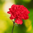 Scarlet Red Carnation Flowers 50 PCS Seeds