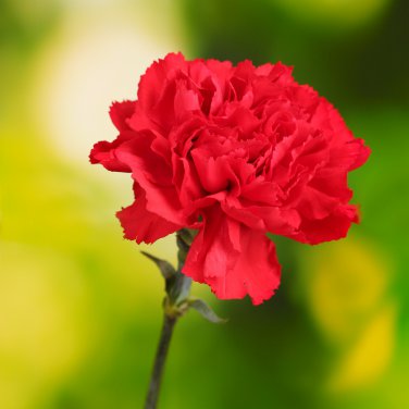 Scarlet Red Carnation Flowers 50 PCS Seeds