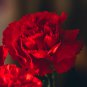 Scarlet Red Carnation Flowers 50 PCS Seeds