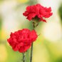 Scarlet Red Carnation Flowers 50 PCS Seeds