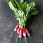 Sausage Radish Balcony Potted Vegetable Fruit Belle Radish 35 PCS Seeds