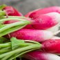 Sausage Radish Balcony Potted Vegetable Fruit Belle Radish 35 PCS Seeds