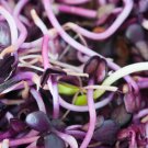 Sango Purple Radish Sprouting Vegetable 150 PCS Seeds