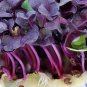 Sango Purple Radish Sprouting Vegetable 150 PCS Seeds
