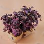 Sango Purple Radish Sprouting Vegetable 150 PCS Seeds