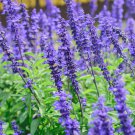 Salvia with tubular flowers 20 PCS Seeds