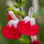 Salvia microphylla ' Hot Lips' Bonsai Potted Plant 100 PCS Seeds
