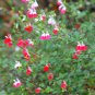 Salvia microphylla ' Hot Lips' Bonsai Potted Plant 100 PCS Seeds