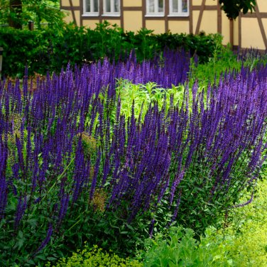 Salvia Leucantha Imported Mexican Bush Sage Pink Flower 30 PCS Seeds