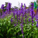 Salvia farinacea Dark Blue Mealy sage Herbaceous Perennial Plants 20 PCS Seeds Salvia farinacea Dark Blue Mealy sage Herbaceous Perennial Plants 20 PCS Seeds