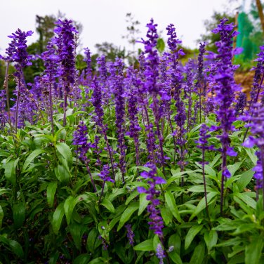 Salvia farinacea Dark Blue Mealy sage Herbaceous Perennial Plants 20 PCS Seeds