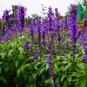 Salvia farinacea Dark Blue Mealy sage Herbaceous Perennial Plants 20 PCS Seeds