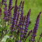 Salvia farinacea Dark Blue Mealy sage Herbaceous Perennial Plants 20 PCS Seeds