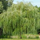 Salix babylonica Giant Tree Willow Tree Bonsai Green Plant 100 PCS Seeds