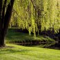 Salix babylonica Giant Tree Willow Tree Bonsai Green Plant 100 PCS Seeds