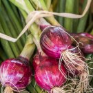 Salad Bunching Red Mate Onion Vegetables 100 PCS Seeds Salad Bunching Red Mate Onion Vegetables 100 PCS Seeds
