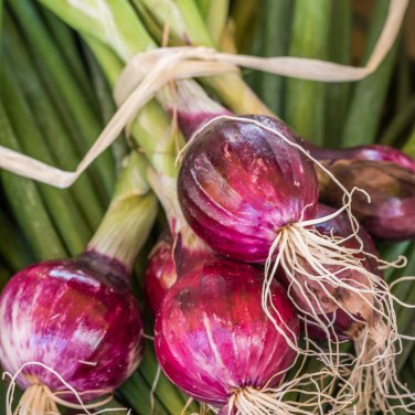 Salad Bunching Red Mate Onion Vegetables 100 PCS Seeds