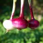 Salad Bunching Red Mate Onion Vegetables 100 PCS Seeds