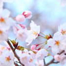 Sakura DIY home garden bonsai flower a10 PCS Seeds Sakura DIY home garden bonsai flower a10 PCS Seeds