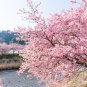 Sakura DIY home garden bonsai flower a10 PCS Seeds