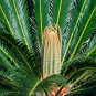 Sago Cycas Green Colors 10 PCS Seeds