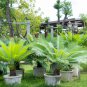 Sago Cycas 50 PCS Seeds