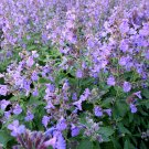 Sage Bonsai Vanilla Fragrant Flowers 100 PCS Seeds Sage Bonsai Vanilla Fragrant Flowers 100 PCS Seeds