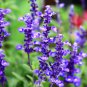 Sage Bonsai Vanilla Fragrant Flowers 100 PCS Seeds