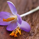 Saffron Crocus 50 PCS Seeds
