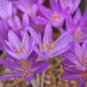 Saffron Crocus 50 PCS Seeds