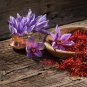 Saffron Crocus 50 PCS Seeds