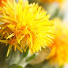 Safflower Carthamus Chinese Herbs Red Flower 40 PCS Seeds Safflower Carthamus Chinese Herbs Red Flower 40 PCS Seeds