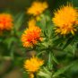 Safflower Carthamus Chinese Herbs Red Flower 40 PCS Seeds