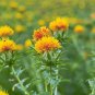 Safflower Carthamus Chinese Herbs Red Flower 40 PCS Seeds