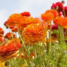 Ranunculus asiaticus Flower Bonsai 100 PCS Seeds