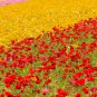 Ranunculus asiaticus Flower Bonsai 100 PCS Seeds