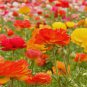 Ranunculus asiaticus Flower Bonsai 100 PCS Seeds