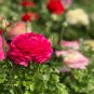 Ranunculus asiaticus Dark Red Blooms Flower 20 PCS Seeds