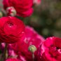 Ranunculus asiaticus Dark Red Blooms Flower 20 PCS Seeds