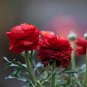 Ranunculus asiaticus Dark Red Blooms Flower 20 PCS Seeds