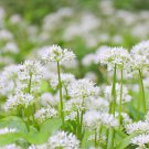 Ramsons Wild Garlic 50 PCS Seeds Ramsons Wild Garlic 50 PCS Seeds