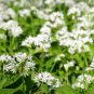 Ramsons Wild Garlic 50 PCS Seeds