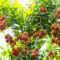 Rambutan Red Fruits Malaysia Miracle Fruit 5 PCS Seeds