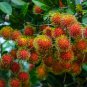 Rambutan Red Fruits Malaysia Miracle Fruit 5 PCS Seeds