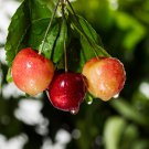 Rainier Cherry Stratified Tree 20 PCS Seeds Rainier Cherry Stratified Tree 20 PCS Seeds