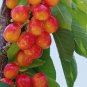 Rainier Cherry Stratified Tree 20 PCS Seeds